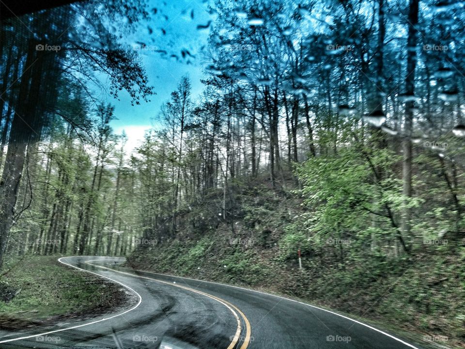 Empty road along with trees in forest