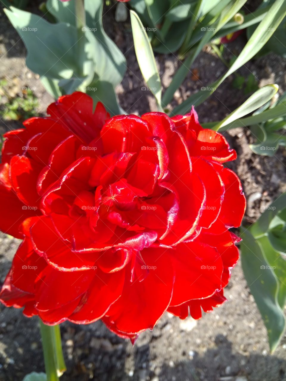 Красный тюльпан похожий на розу, или на пион...
Red tulip similar to a rose, or peony...
