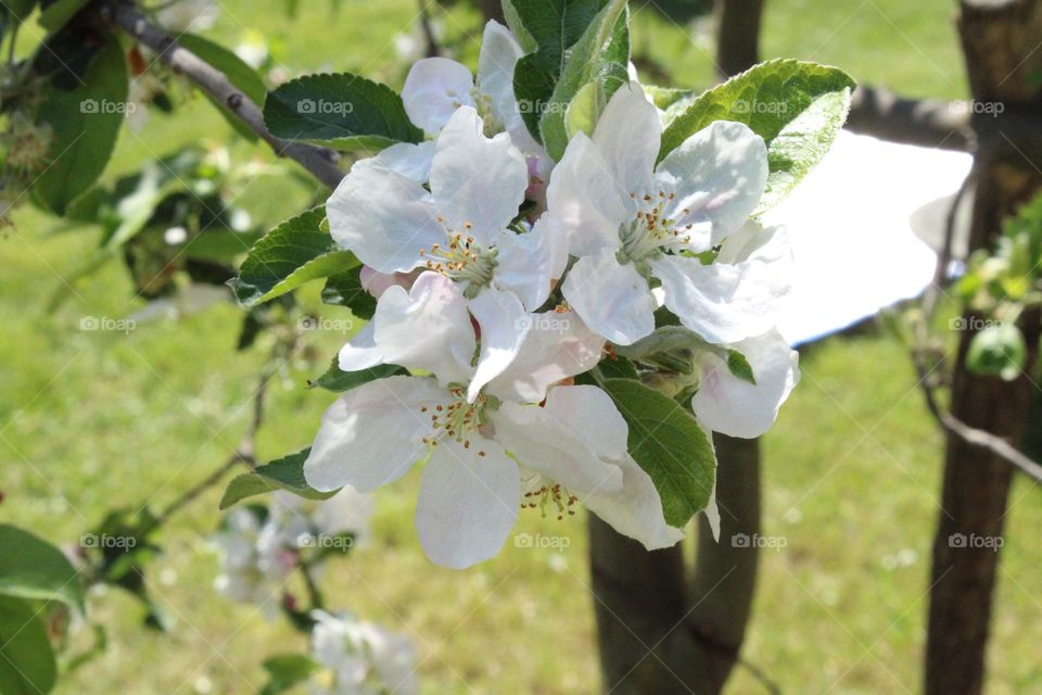 Spring flowers 🌸💗🤍