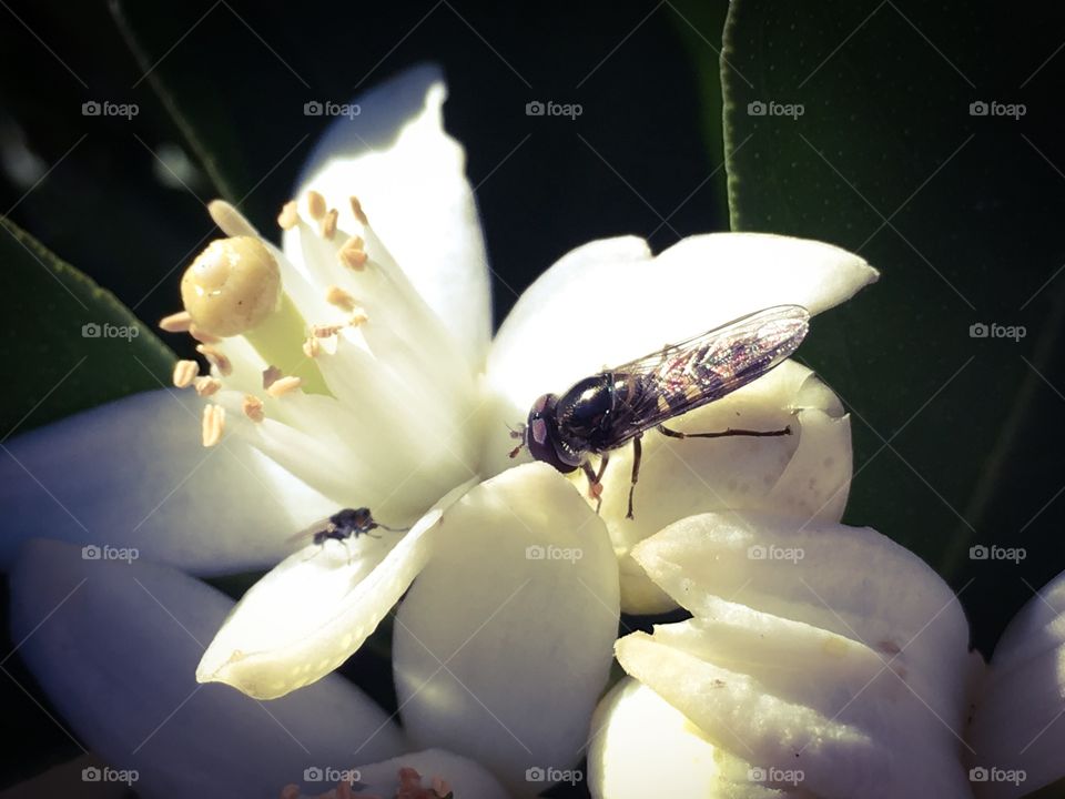 Bee on a white orange blossom