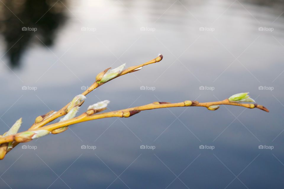 Branch at spring