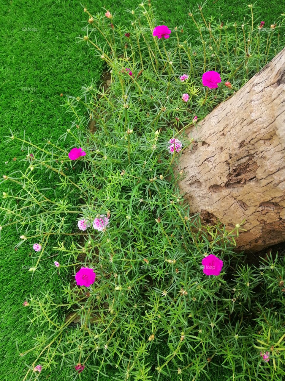 😍A flower blossoms for its own joy🌼