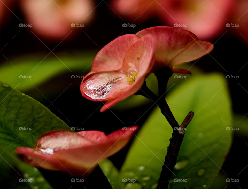 Floral photography - Crown of thorn petals - Rain water - dropping from petal to petal