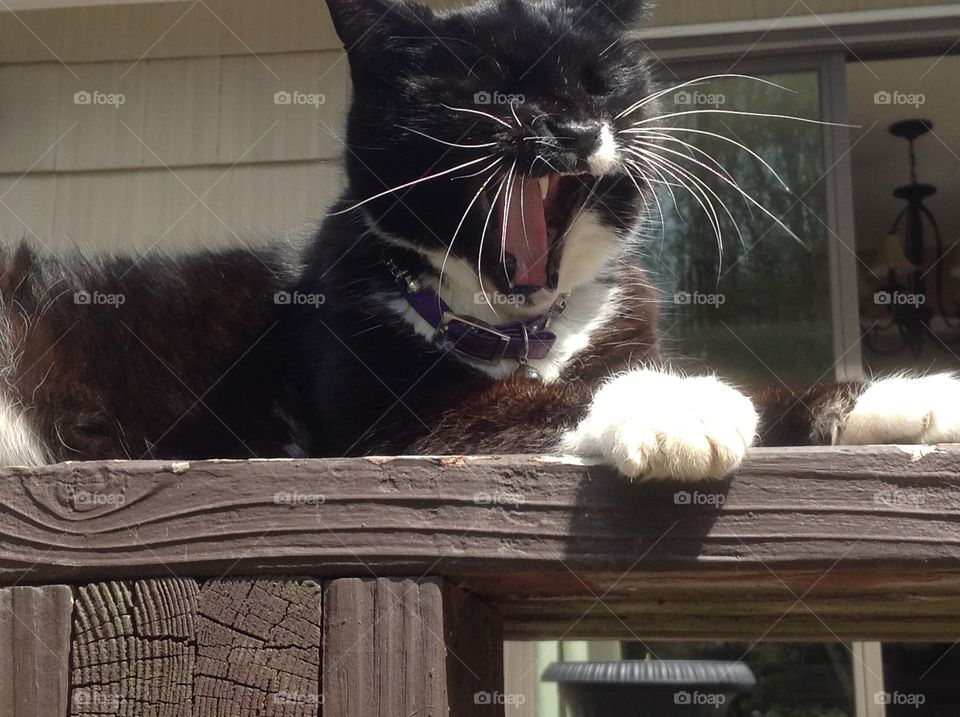 My cat laying outside on deck.