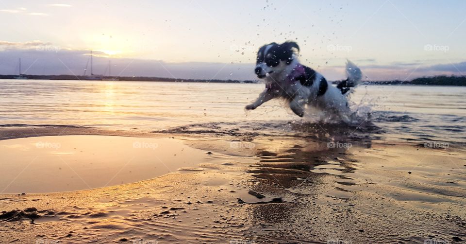 Corgipoo in the Broadwater