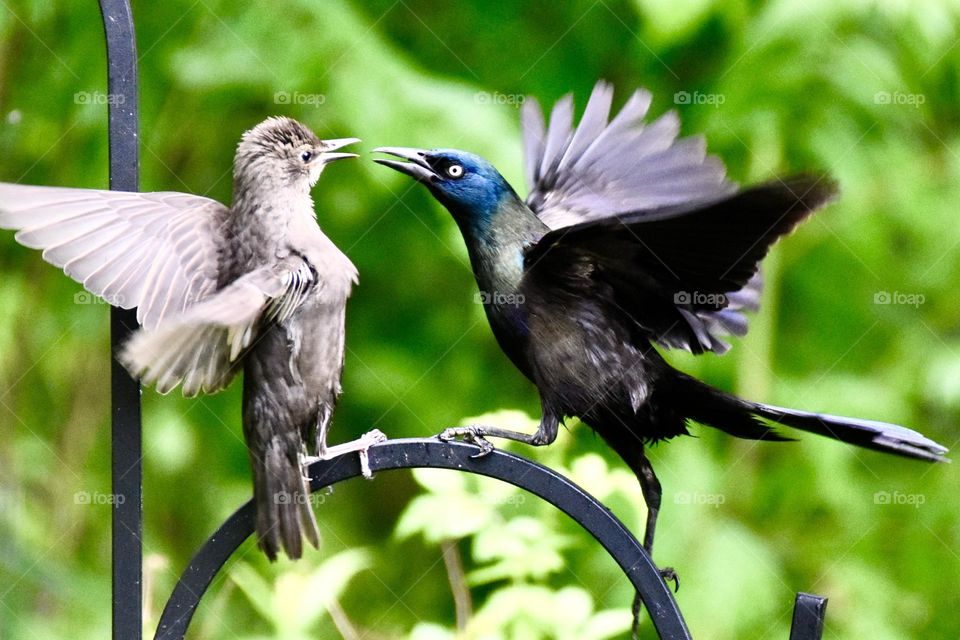 Adult grackle putting a young one in its place