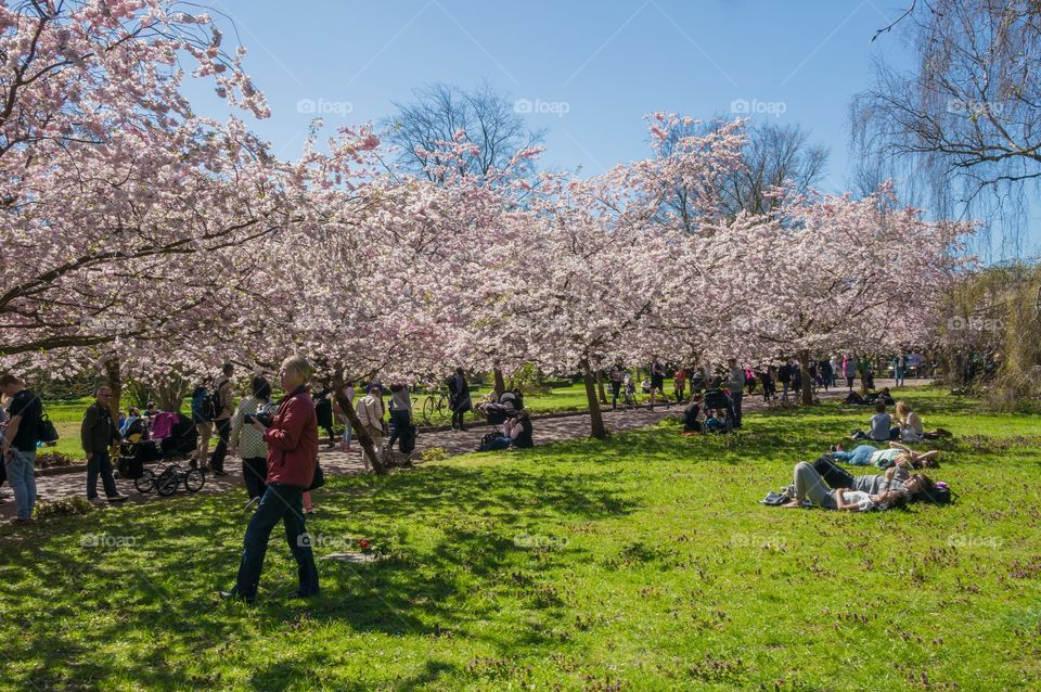 Pink park