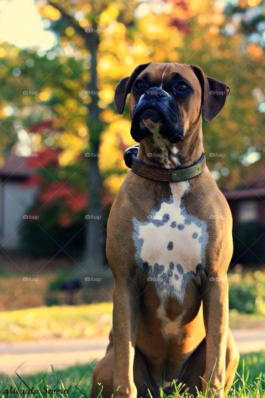 For the love a boxer