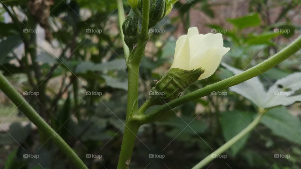 This is lady finger vegetables which is Growing with Beautiful flower.