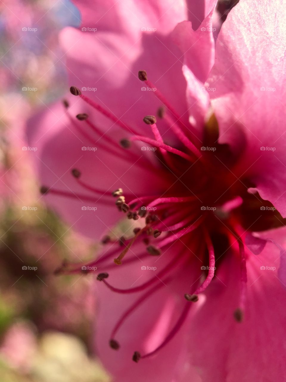 Blooming. Macro 