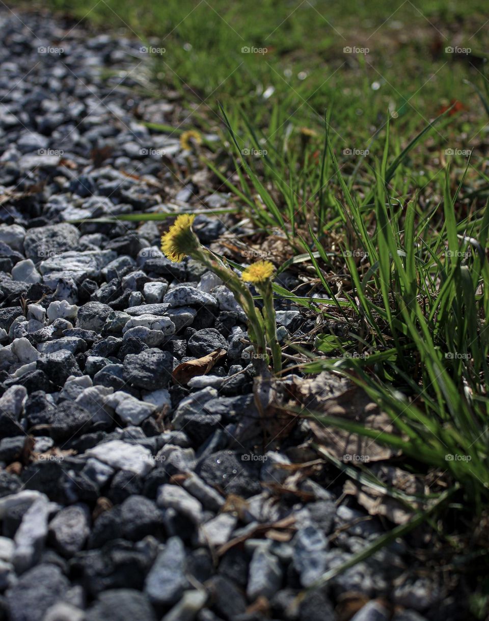 Little flower is about to grow into something beautiful and strong 