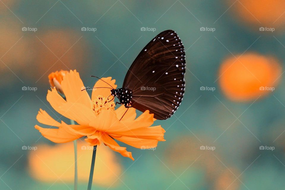 Beautiful and cute butterfly