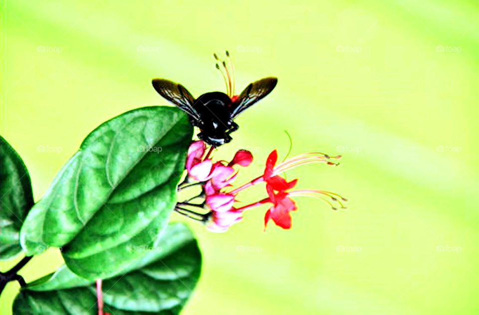 Inseto, folhas e flores.