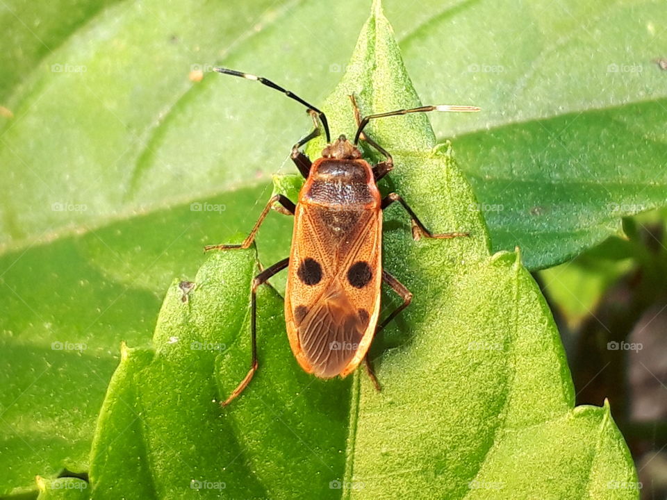 smiling assassin bug