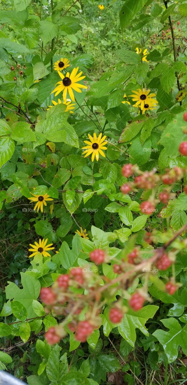 blackeyed Susan's and berries