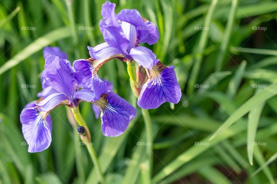 Close-up of flowers