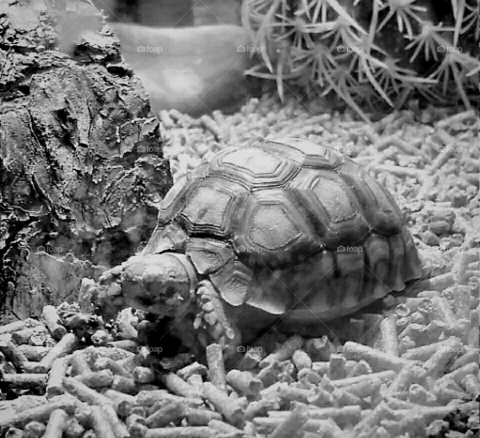 Gusgus the desert turtle