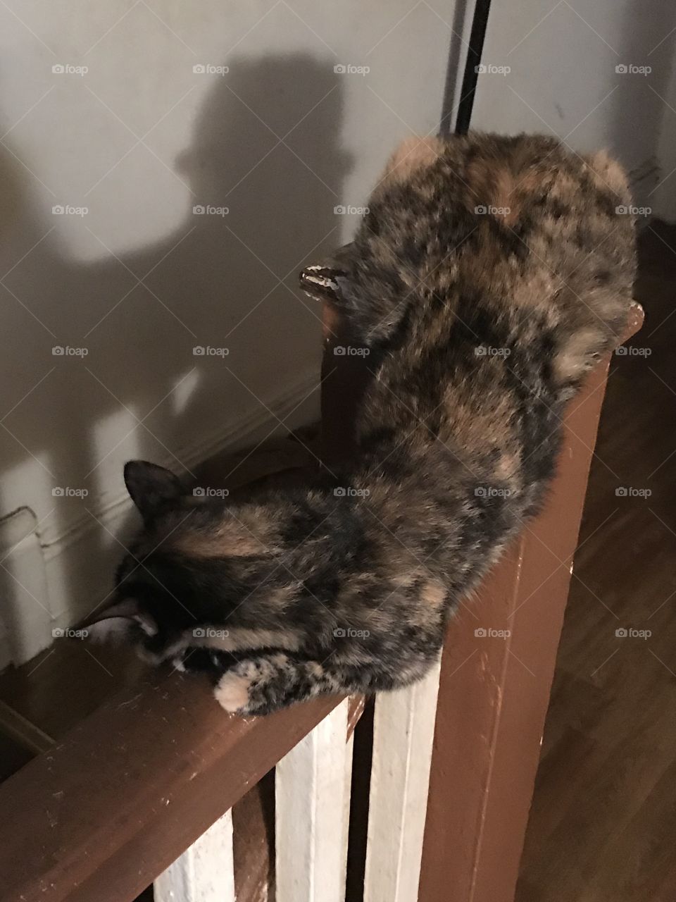 My cat sleeps in the strangest positions. 