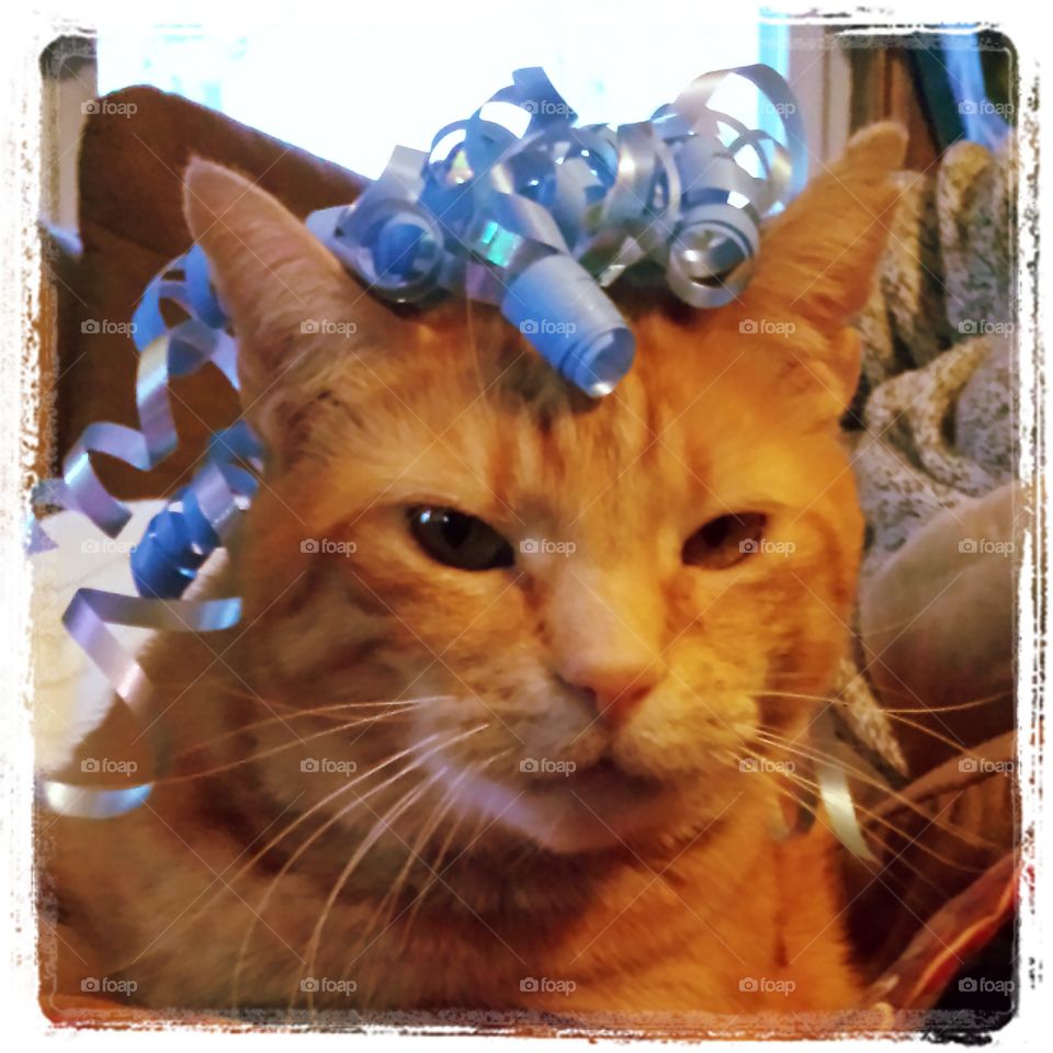 Fancy. Finnegan gets fancy