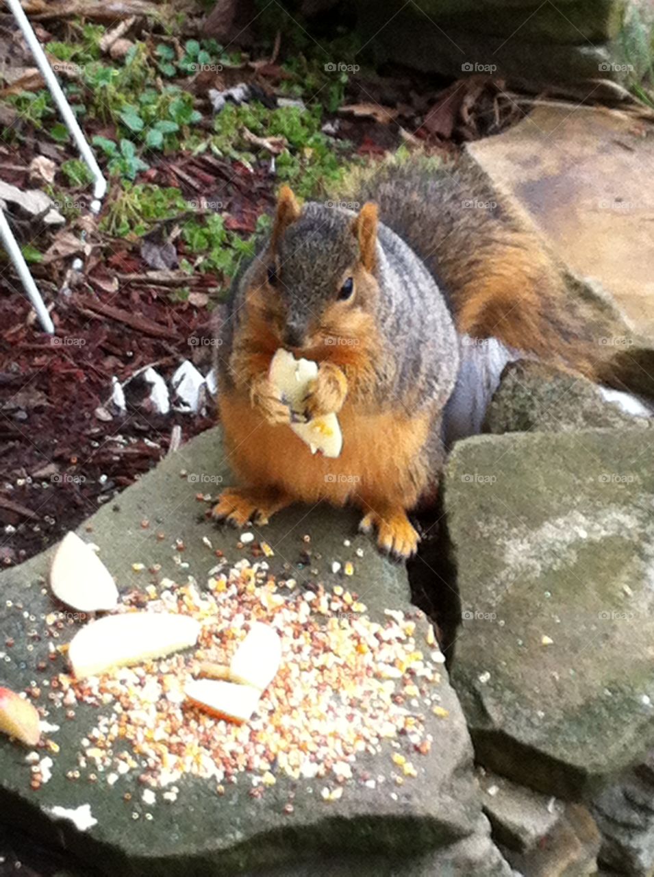 Squirrel. A squirrel eating an apple slices I put out for him in my garden. 