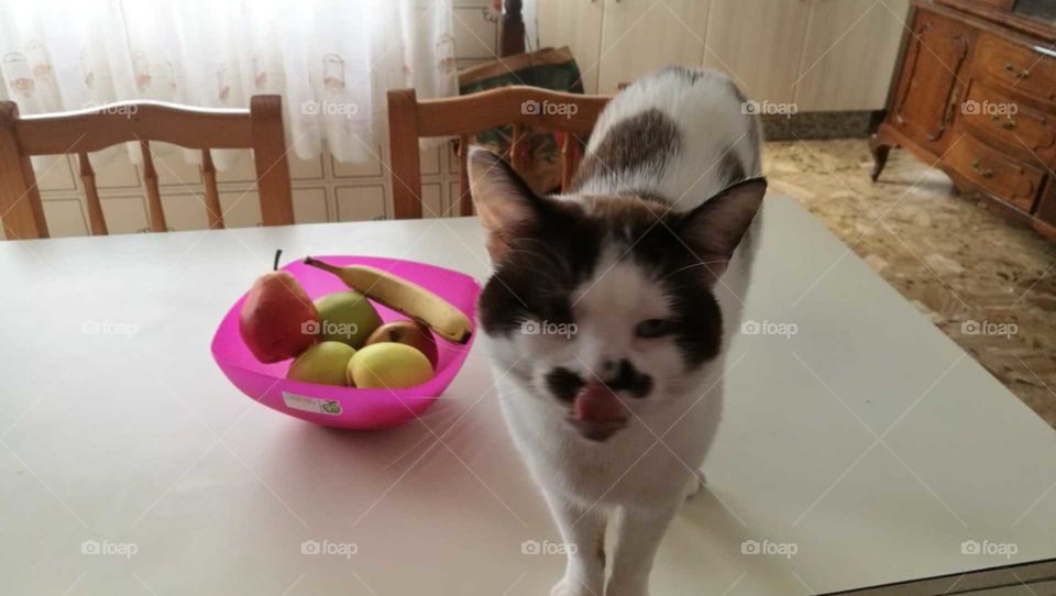 Gato con frutero