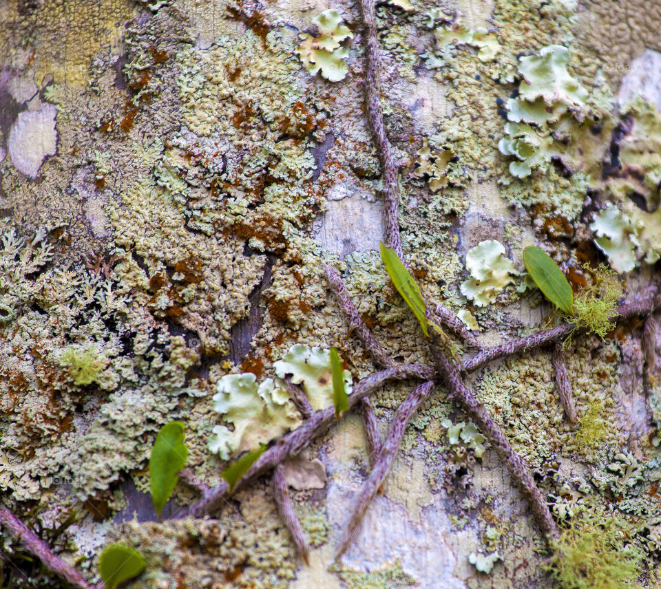 Tree trunk