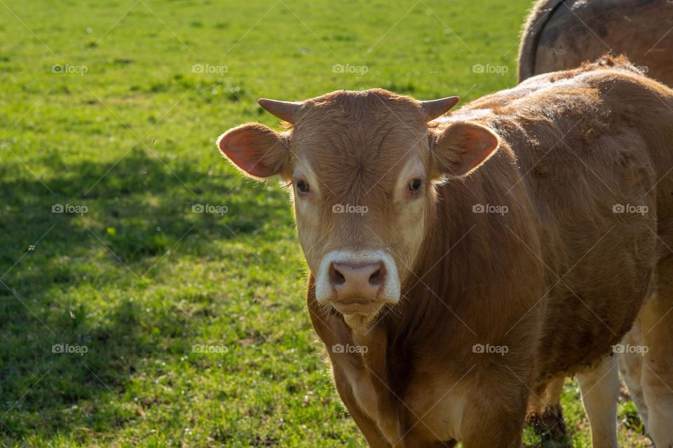 calf in the meadow