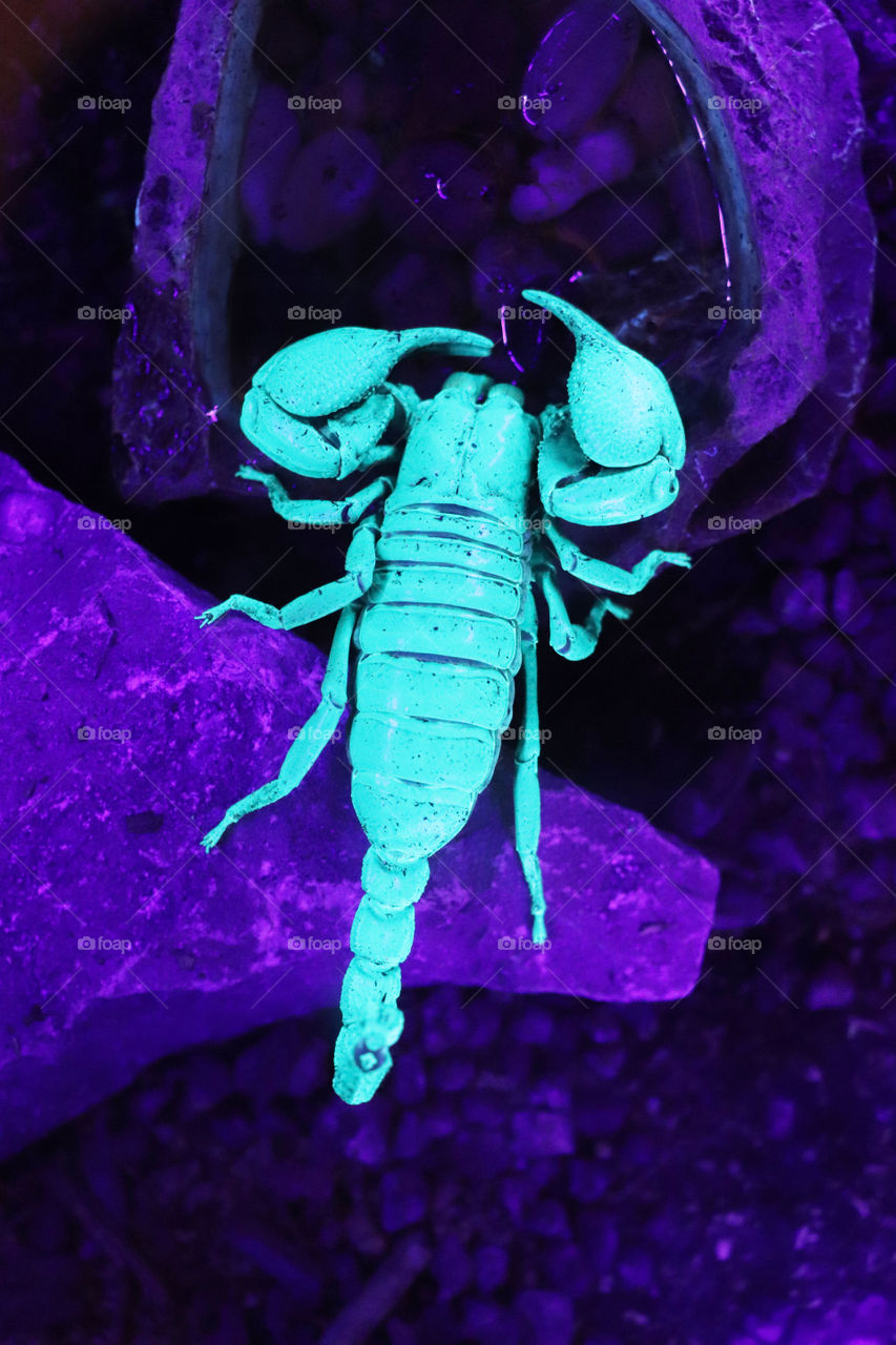 Fluorescing scorpion