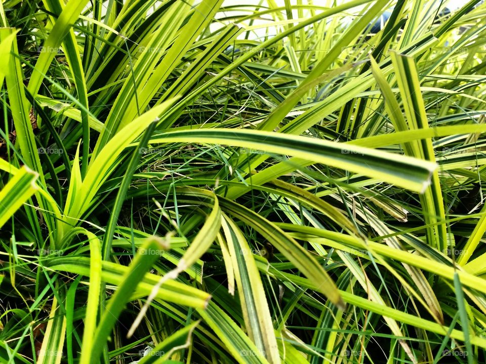 green leaves