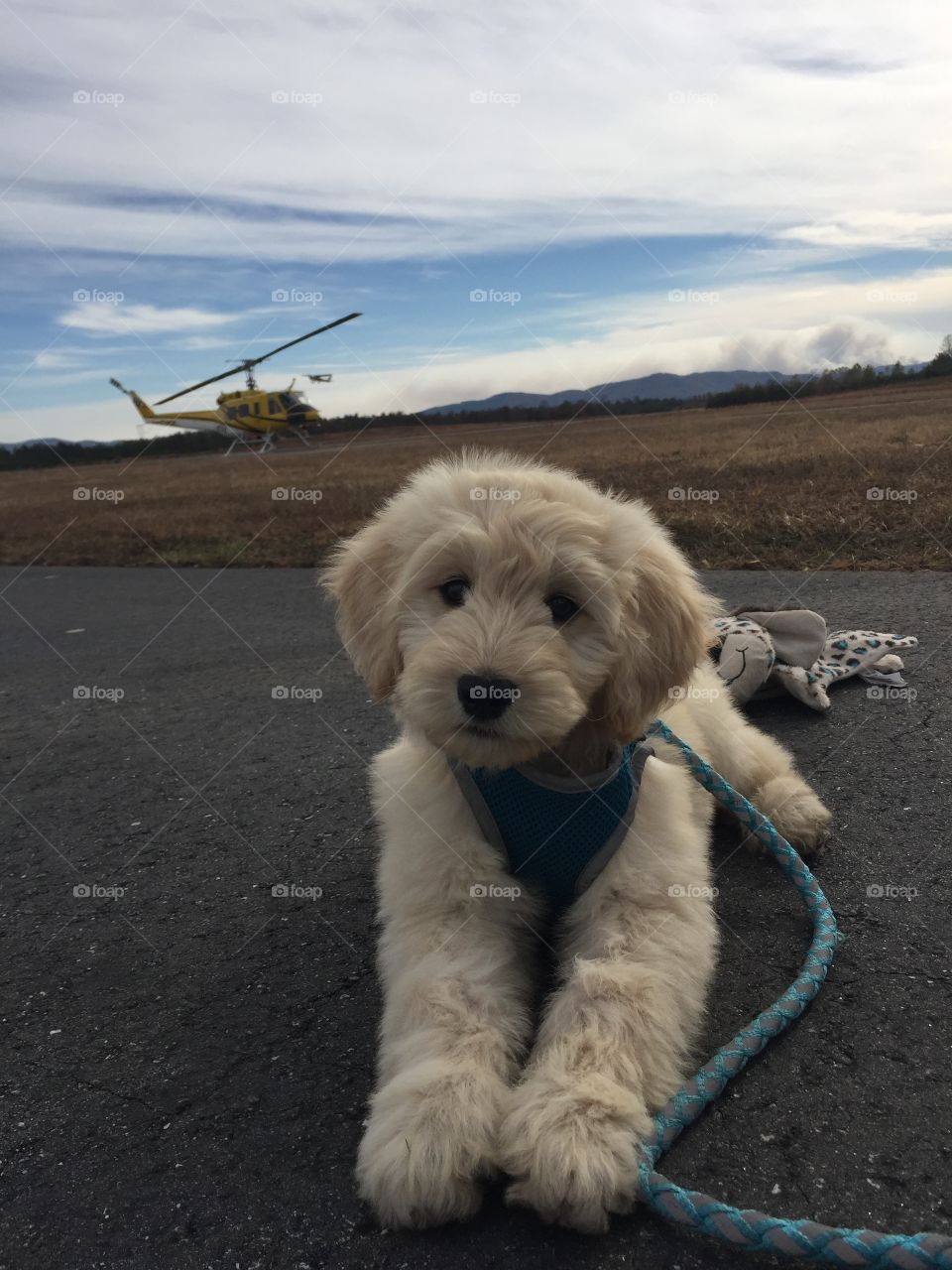 Puppy and helicopter 
