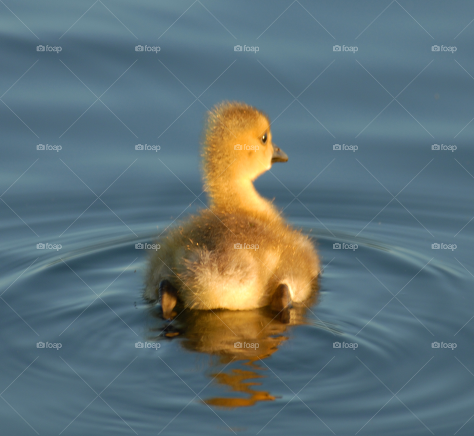 baby animal cute canada by lightanddrawing