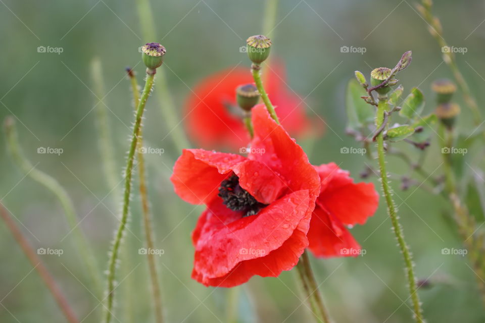 Red poppy flower blooming in a  meadow 