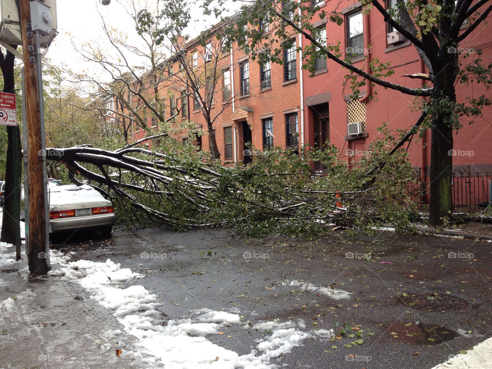 storm horican sandy falling trees brooklyn ny by michaella