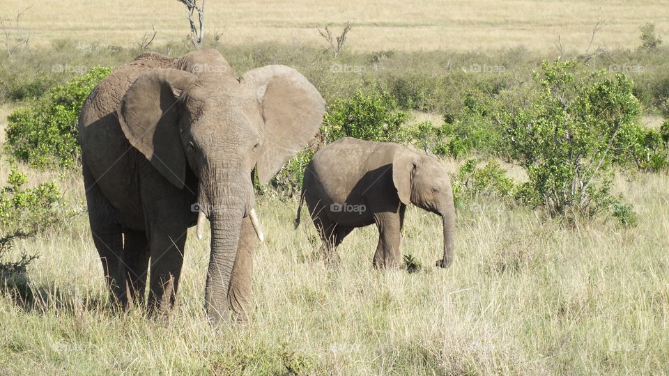 Mother Elephant with calf