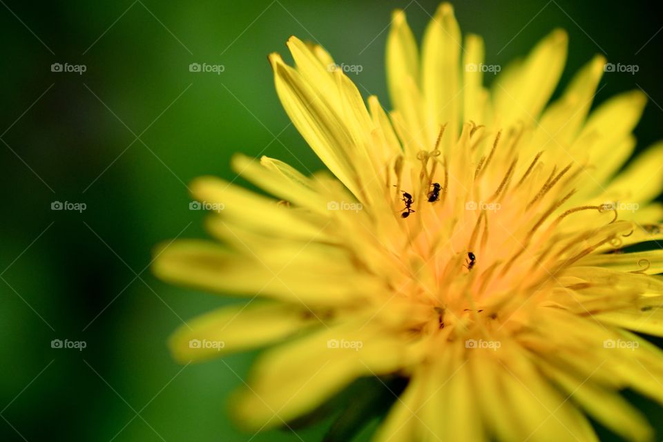 Nature, Flower, No Person, Dandelion, Flora