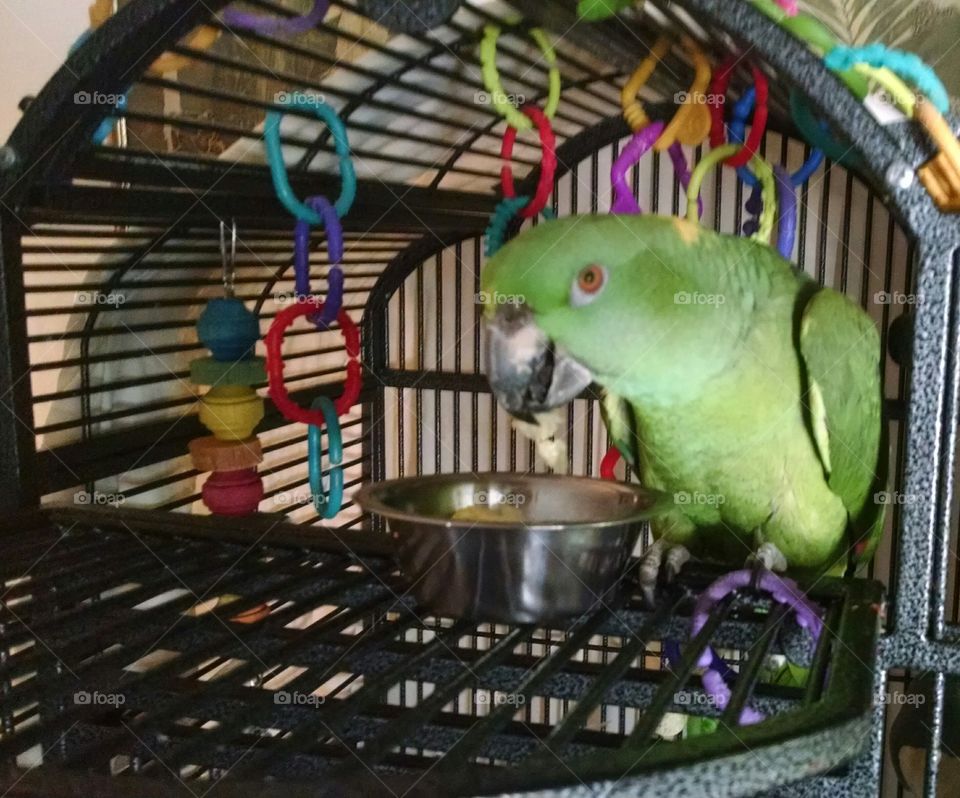 Parrot Green hookbill Cage pet