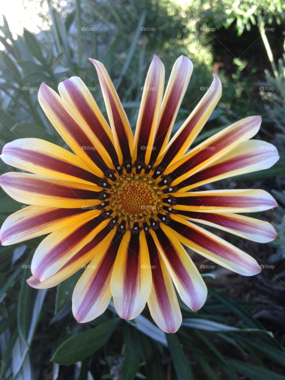 Elevated view of flower