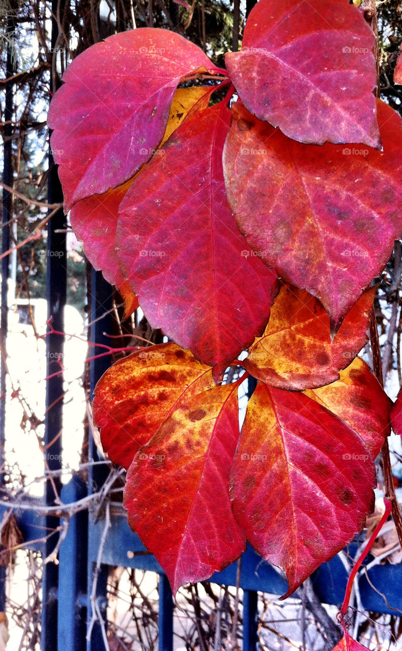 red background fence leaves by kuzeytac