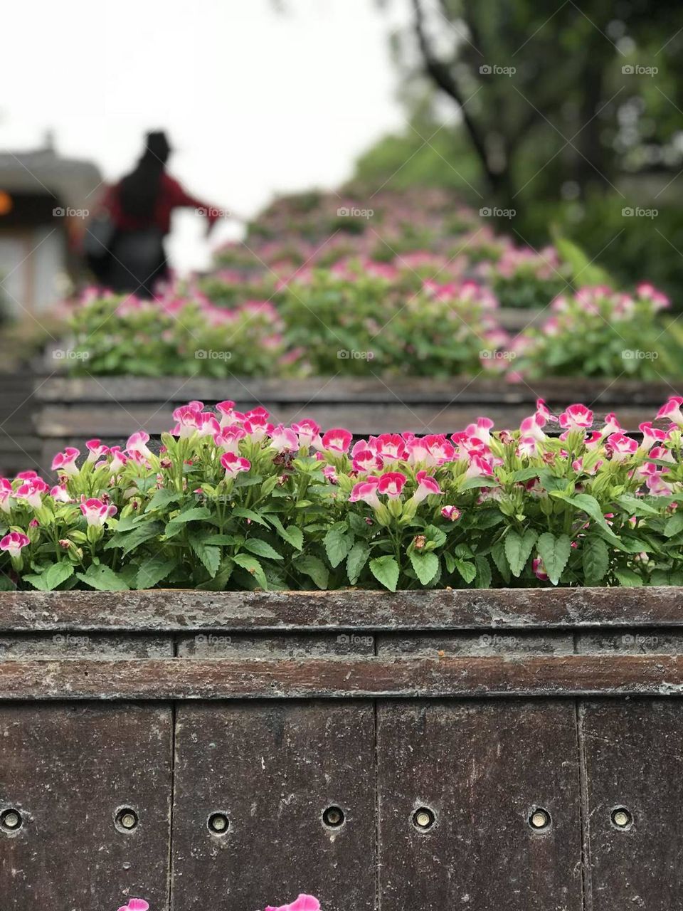 flowers in park