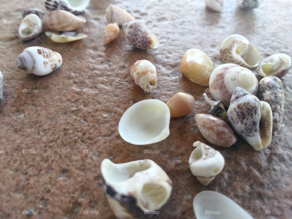 Scattered seashells