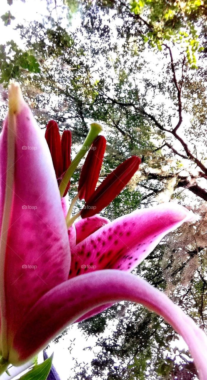 Mother nature in bloom under the oak trees