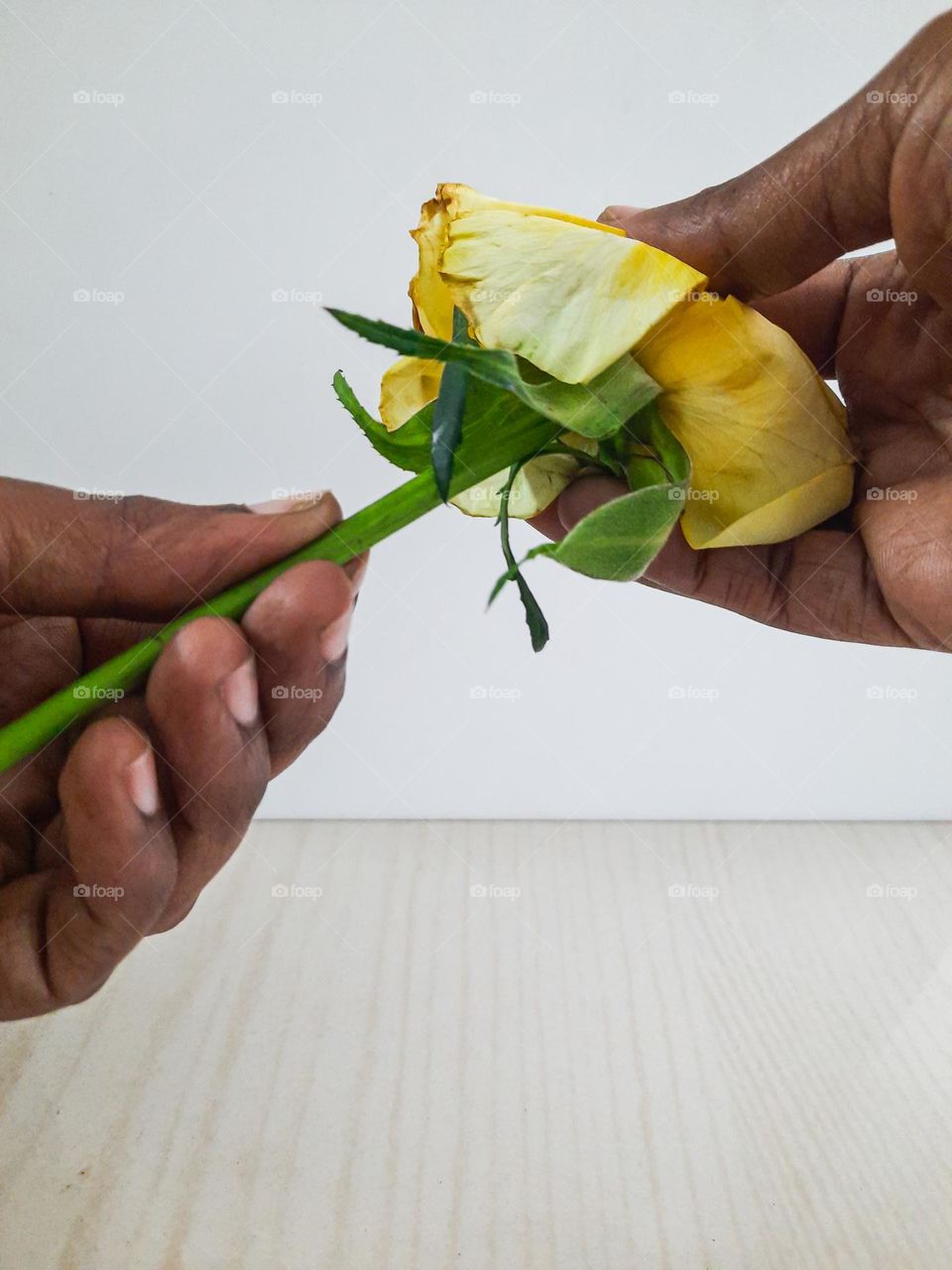 Yellow Rose in Hand