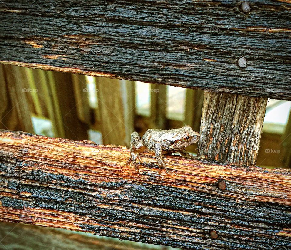 Backyard friend. Frog that lives on my back deck