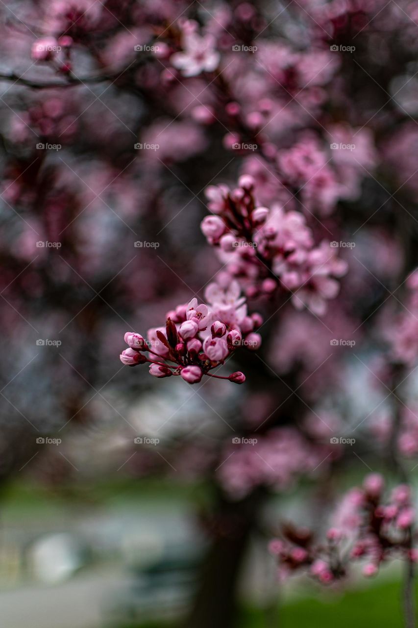 Blooming tree