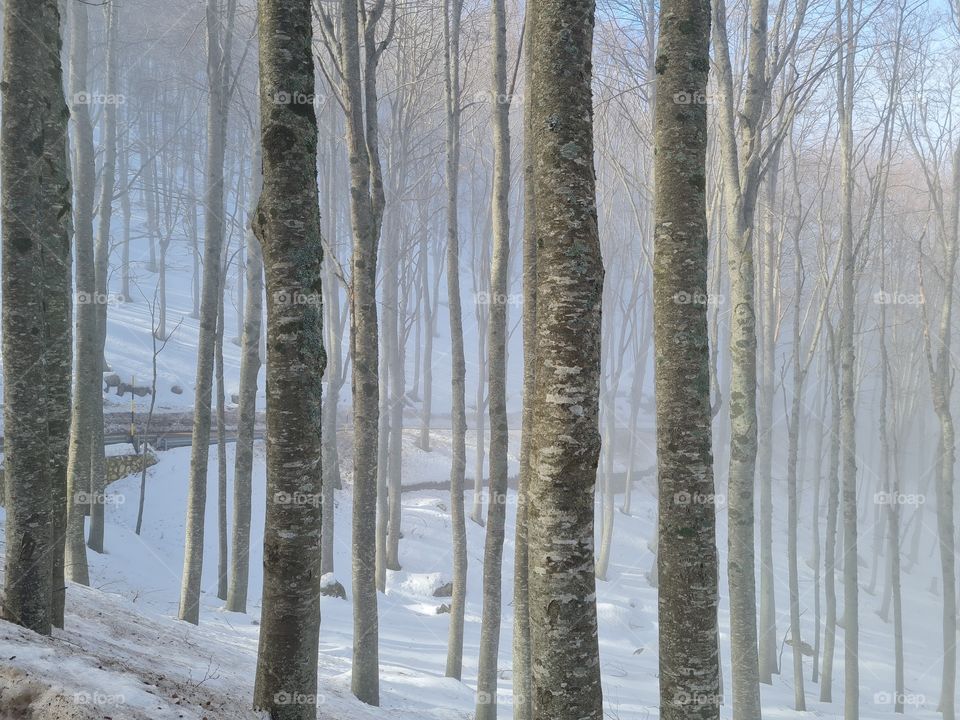 snowy trees and mist in the woods in winter