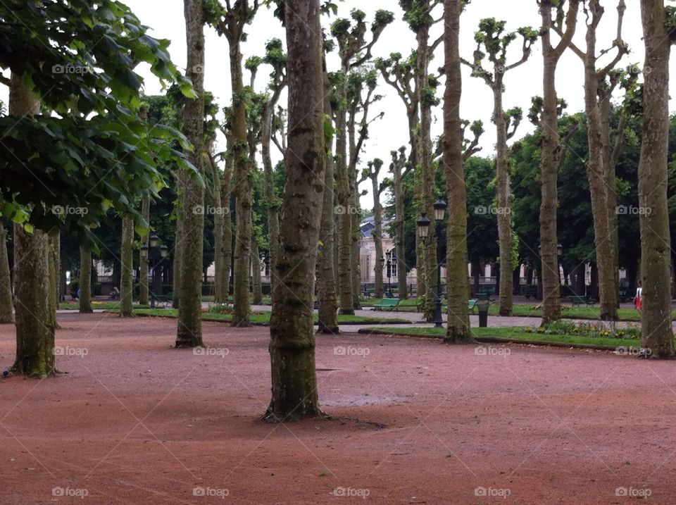 Park with cutted Plane trees.