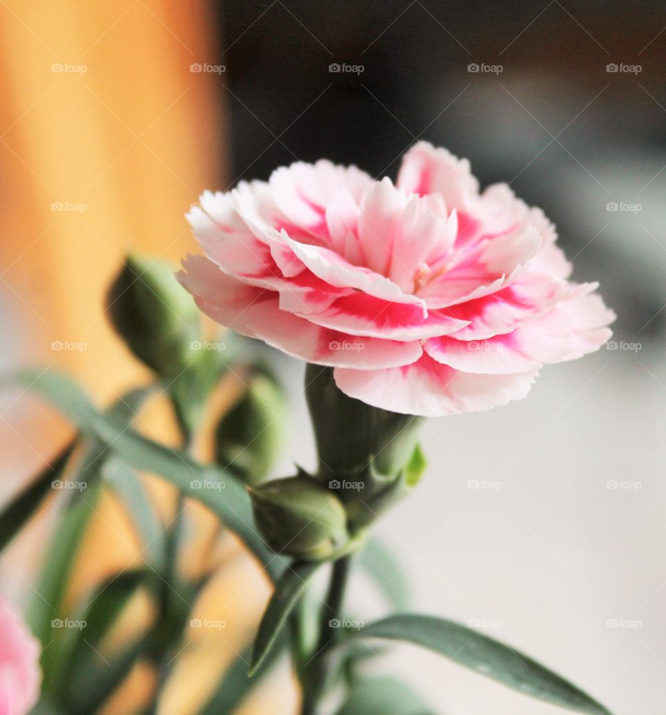 Pink and white carnation flower