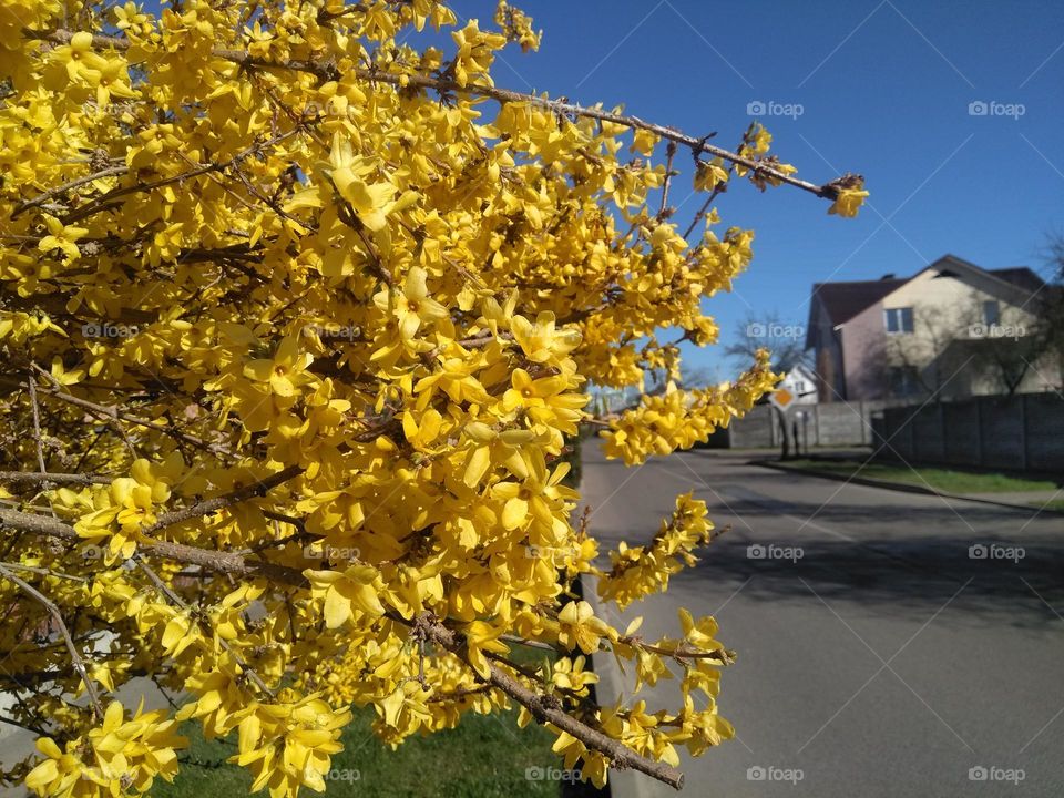 urban plants trees