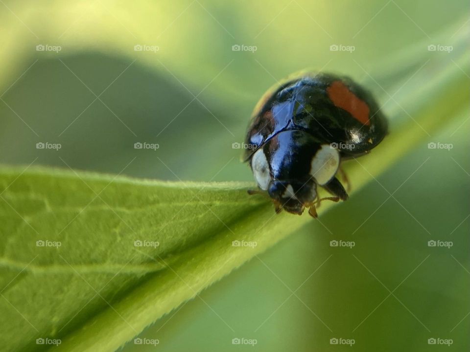 Ladybird 