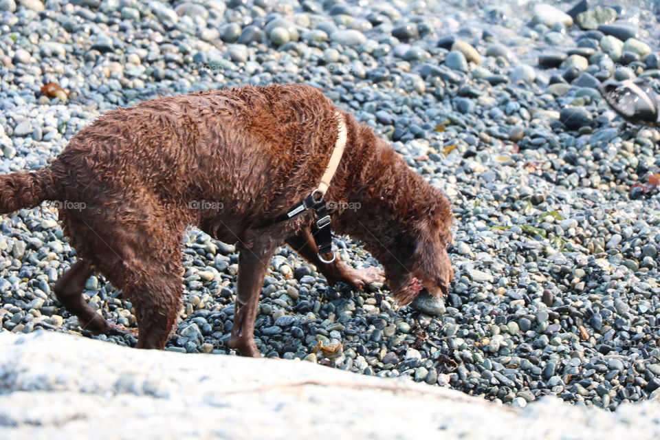 Dog on the beach